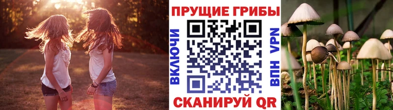 Купить где  Белёв  Псилоцибиновые грибы Psilocybe 